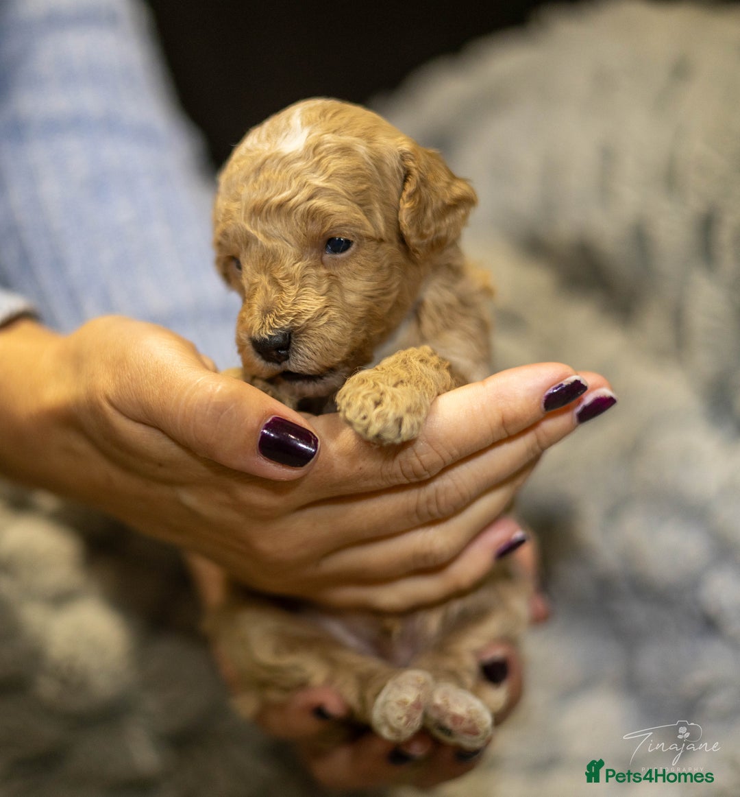 Goldendoodle dogs for sale: Mini Golden doodles - Advert 2