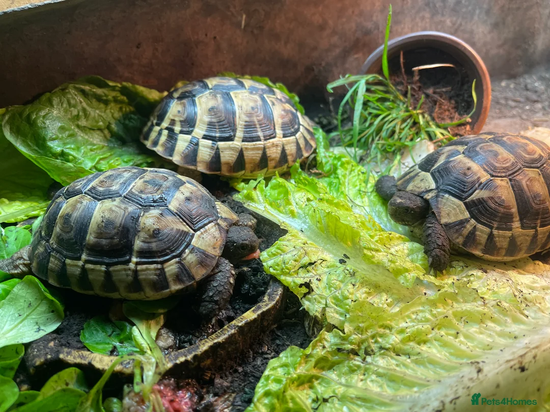 Tortoise reptiles for sale: 4” tortoise 3 x Mediterranean  + 1 x Hermanns  - Advert 4