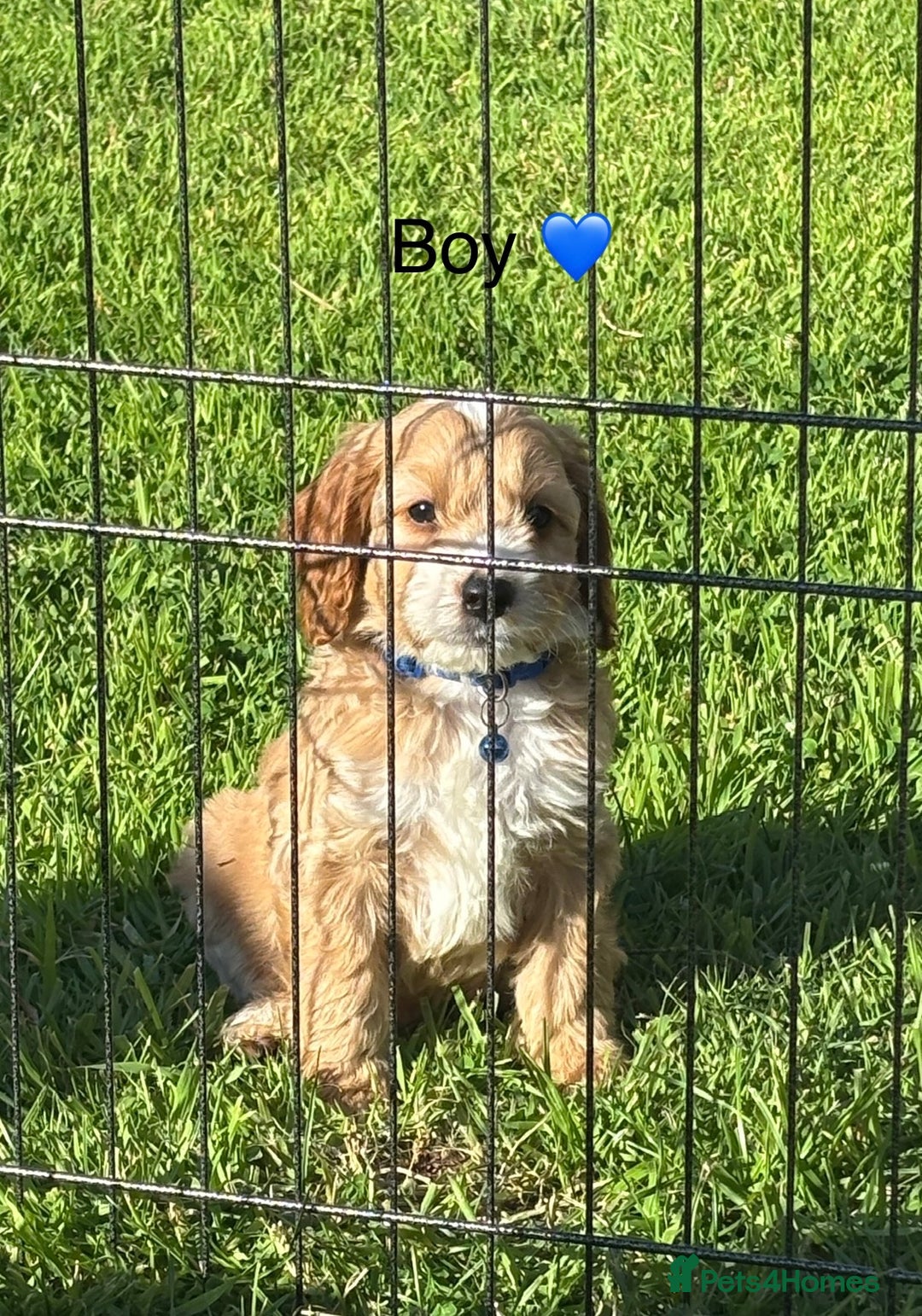 Cockapoo dogs for sale: F1 Cockapoo Puppies DNA hereditary clear - Image 8