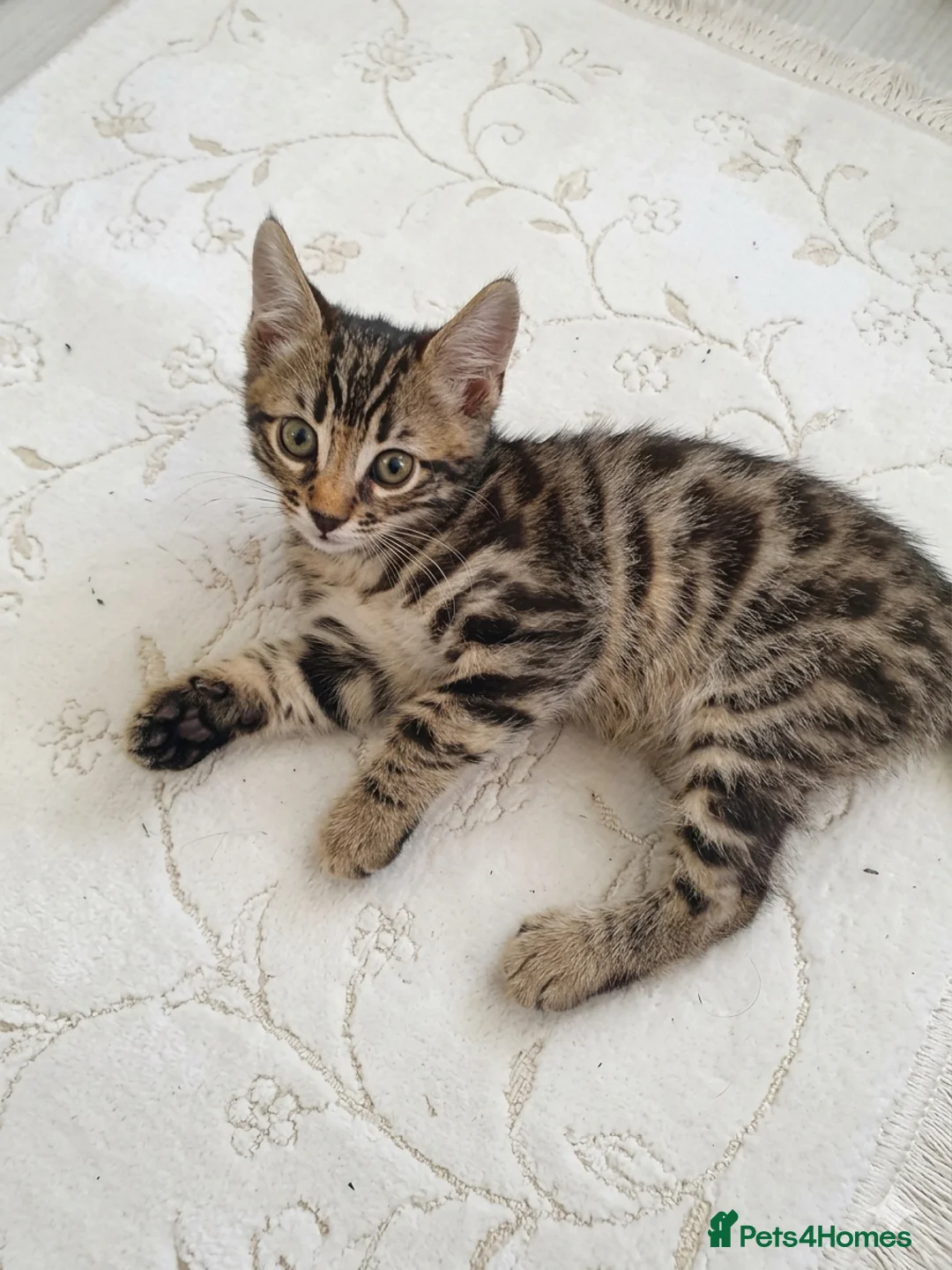Mixed Breed cats for sale: Stunning Bengal Mix Kitten - Advert 2