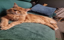 Maine Coon cats for sale: TICA REG.  Amazing kittens  - Image 33