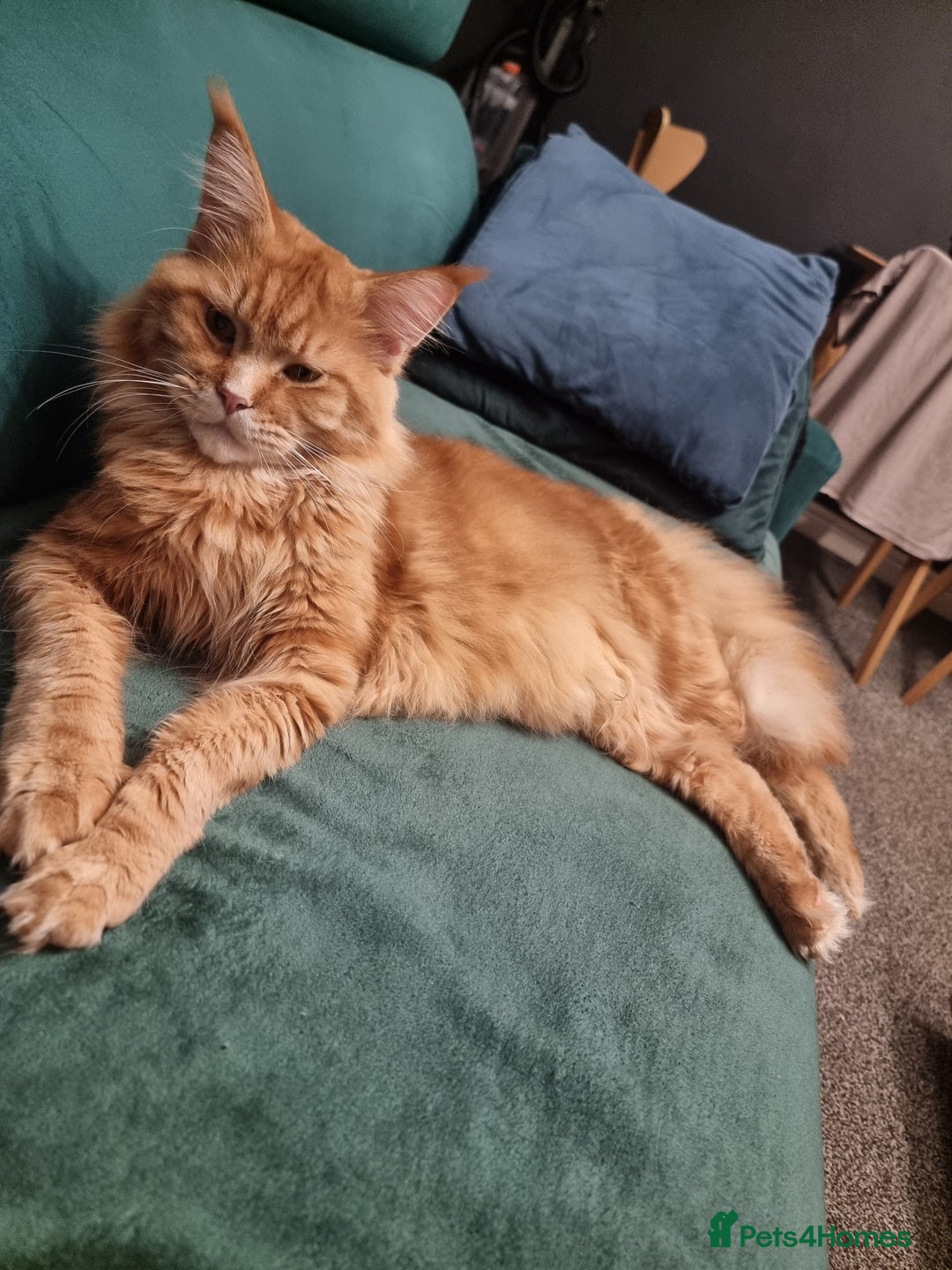 Maine Coon cats for sale: TICA REG.  Amazing kittens  - Image 33