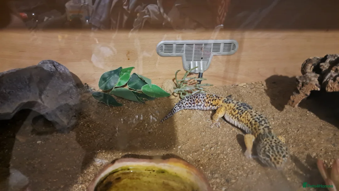 Gecko reptiles for sale: Beautiful Leopard geckos 3 available  in Sutton - Advert 2