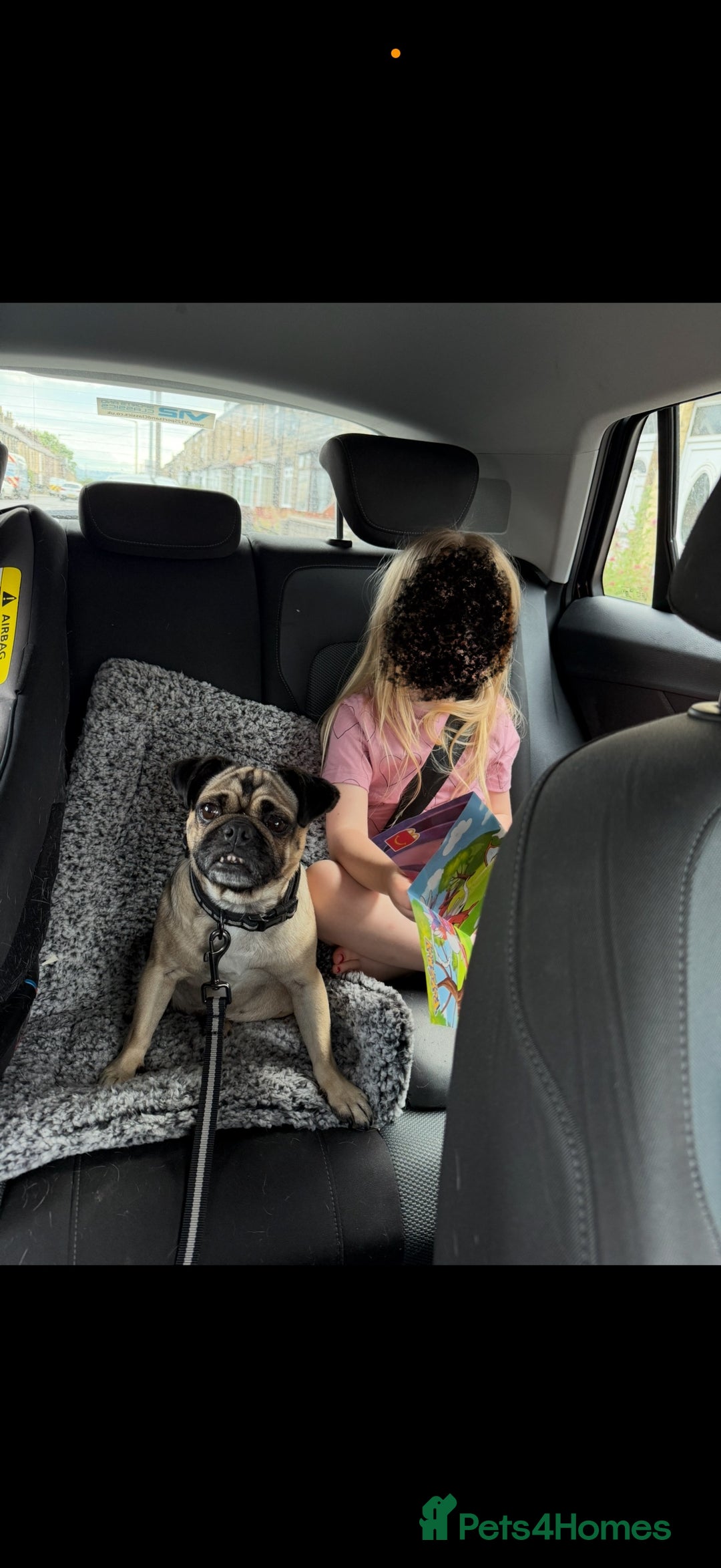 Pug dogs for sale: 🐾 Loving Home Needed for Minnie 🐾 - Image 2