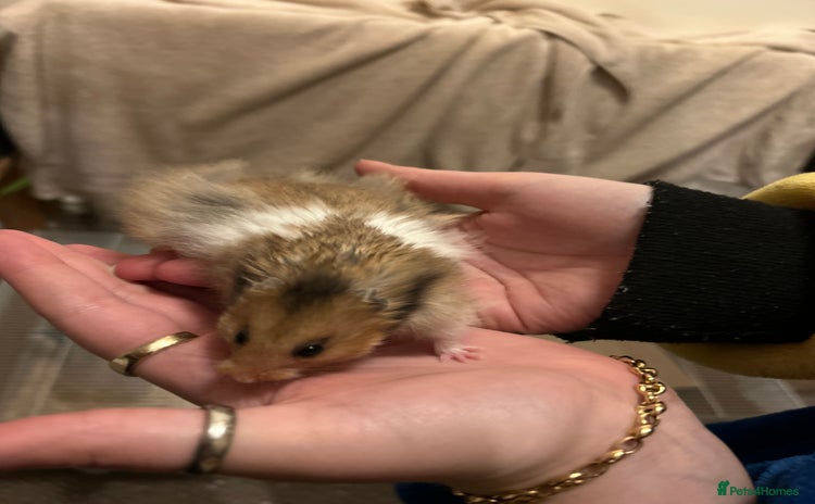 Hamster rodents - Advert 2