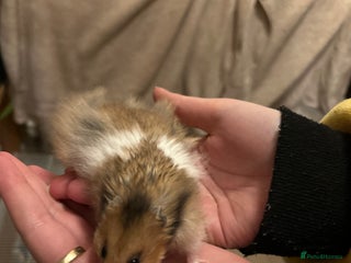 Hamster rodents - Advert 5