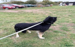 Mixed Breed dogs for adoption: Meet Ollie, currently residing in Essex  - Image 8