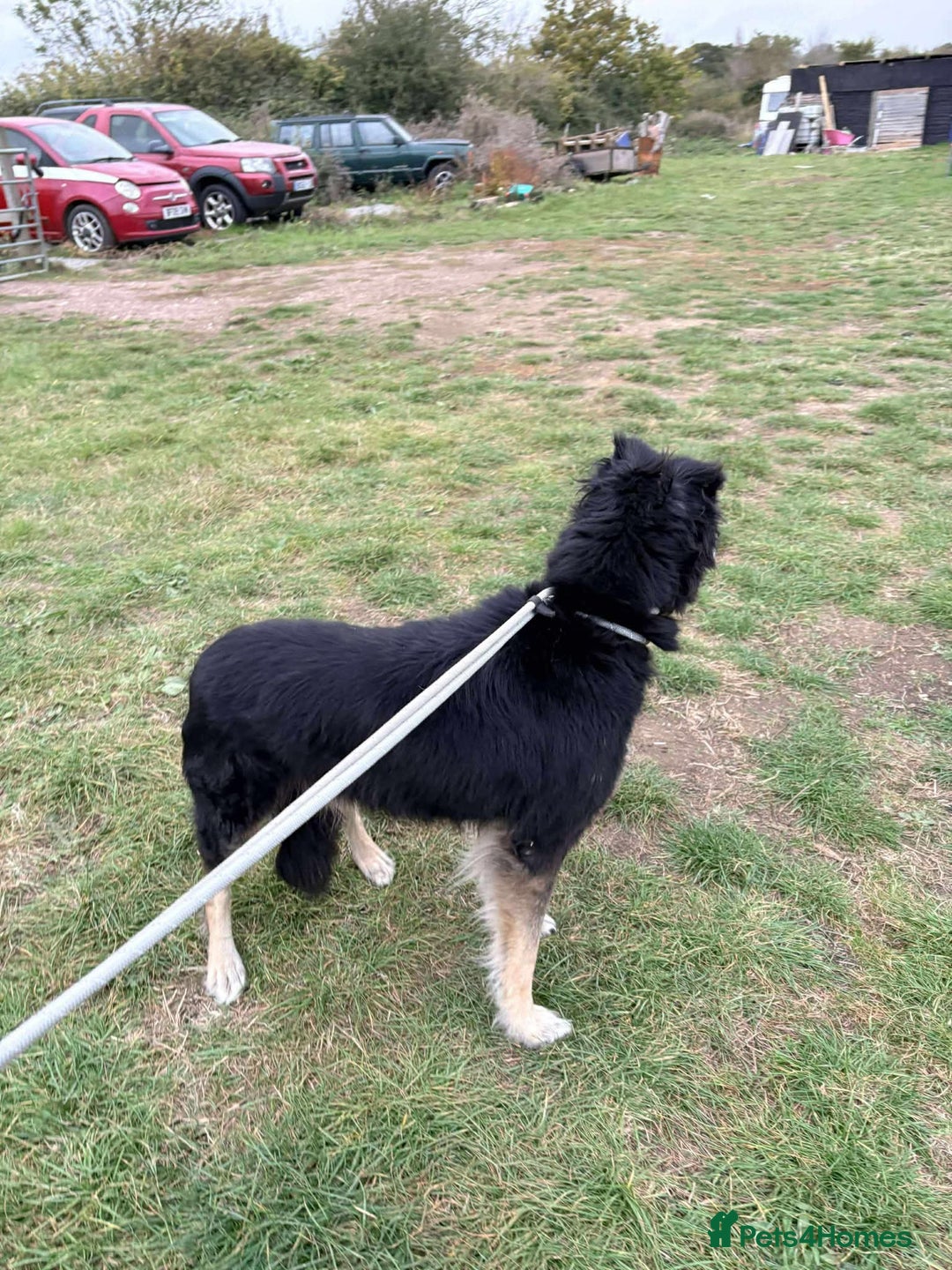 Mixed Breed dogs for adoption: Meet Ollie, currently residing in Essex  - Image 8