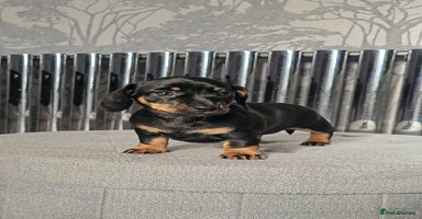 Miniature Dachshund dogs - Advert 10