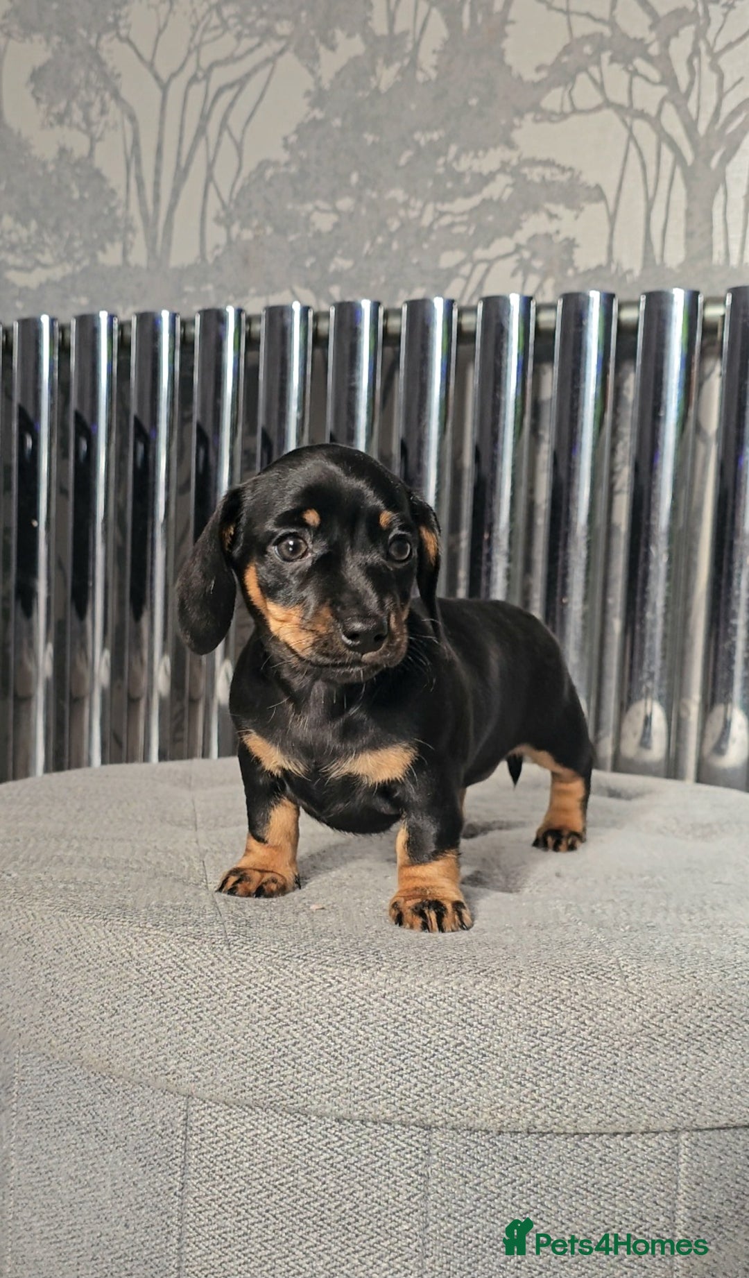 Miniature Dachshund dogs for sale: Miniature Smooth Dachshund Puppies  - Image 2
