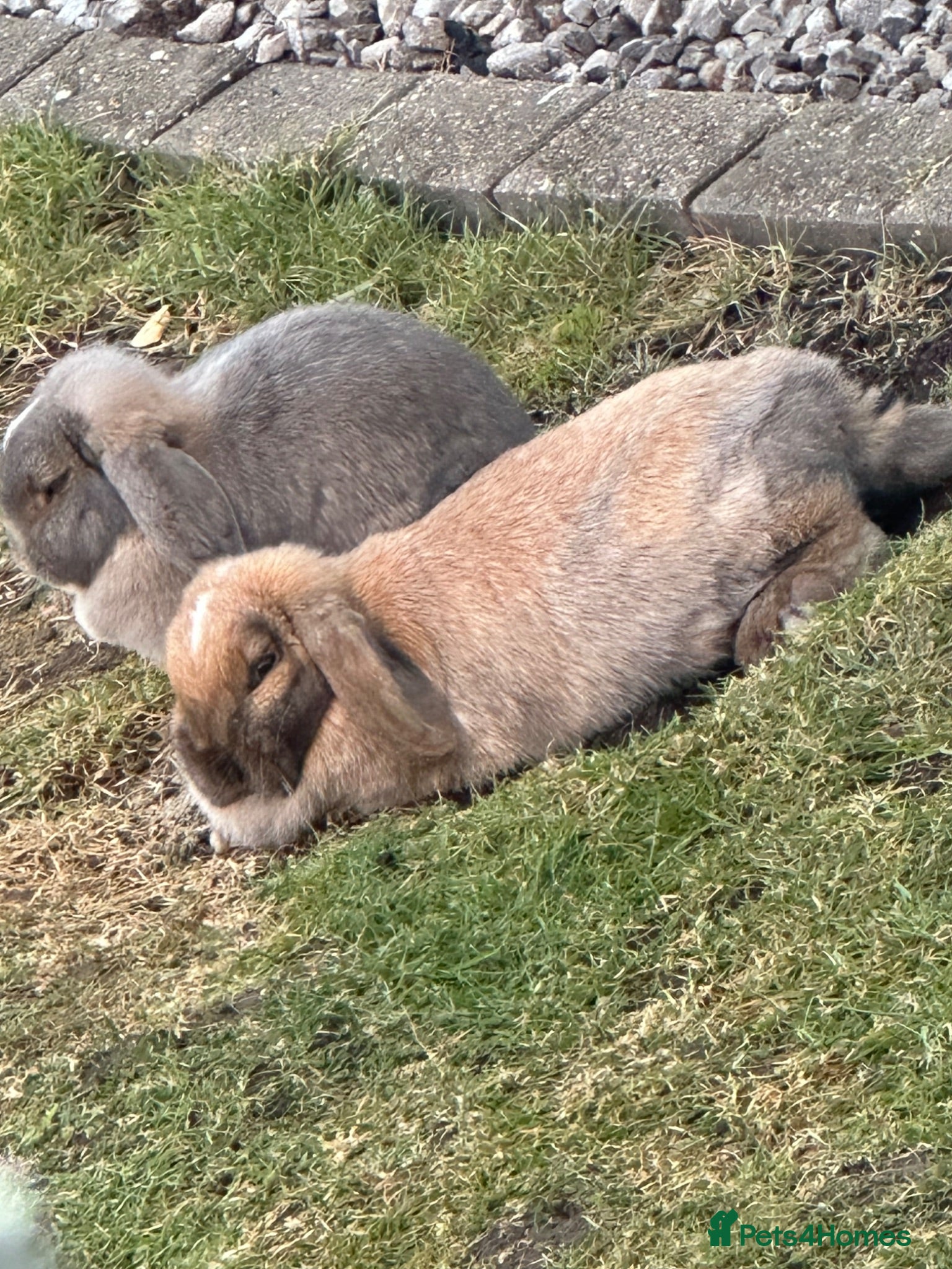 Mini Lop rabbits 2 Gorgeous Mini Lop Sisters looking for home ❤️ - Advert 4