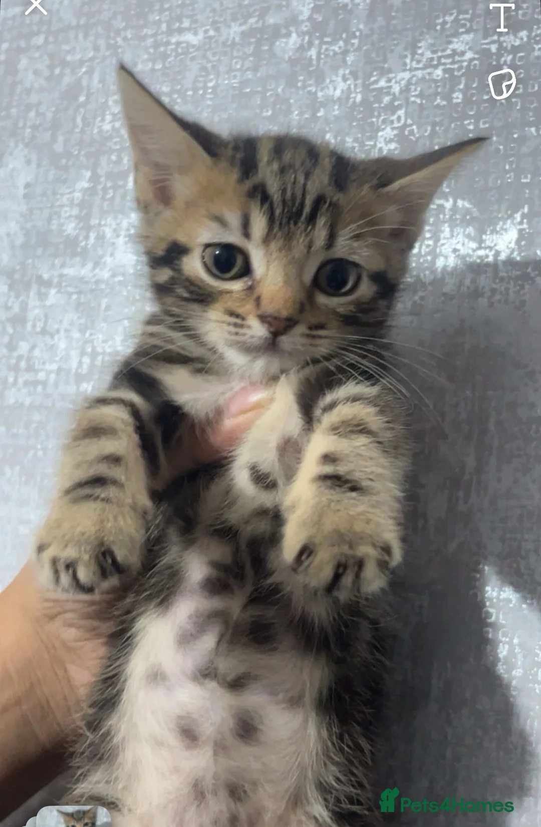 Mixed Breed cats for sale: maine-coon x - Advert 2