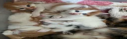 Mixed Breed cats for sale: X2 Ginger Tabby Queens  - Advert 5