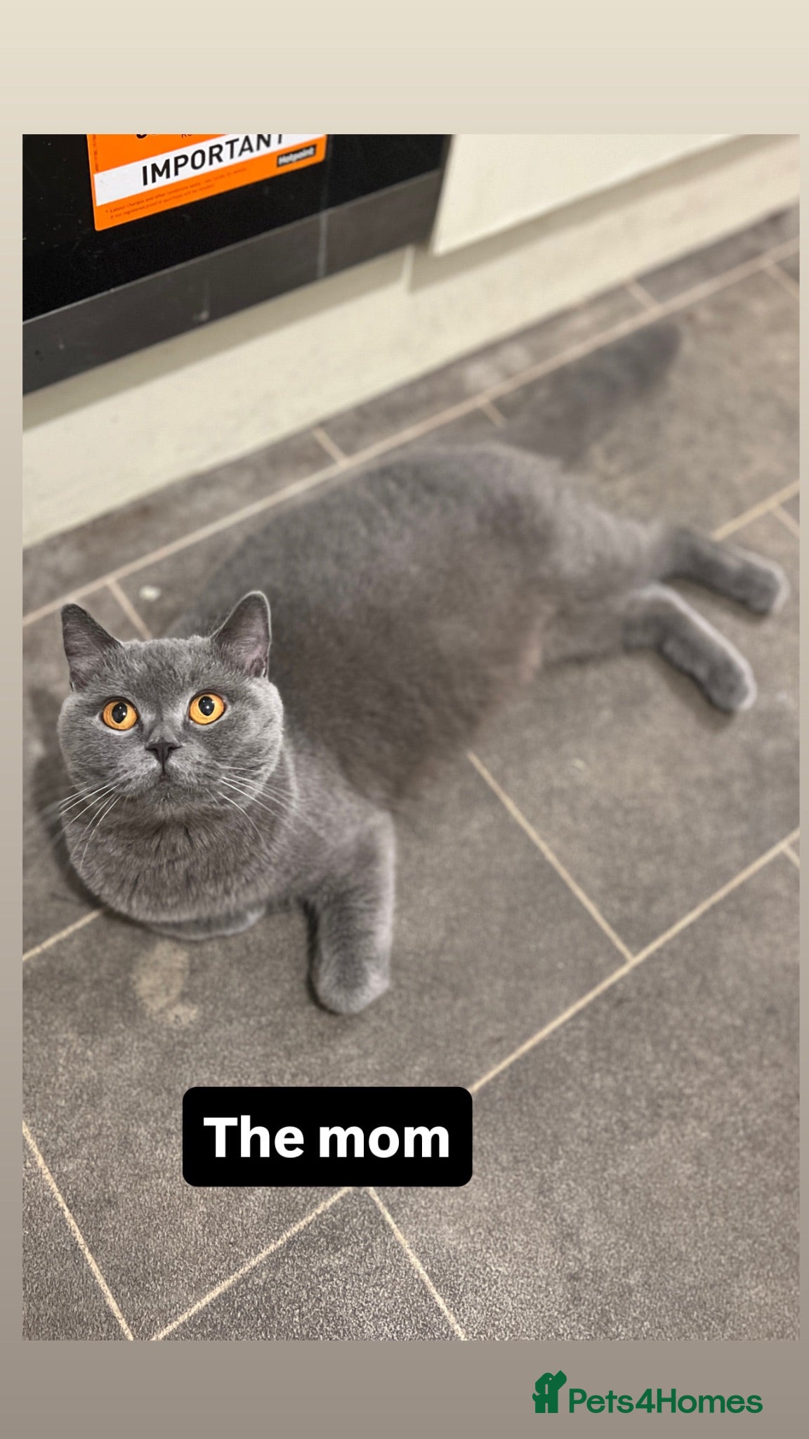 British Shorthair cats One blue BSH boy - Advert 2