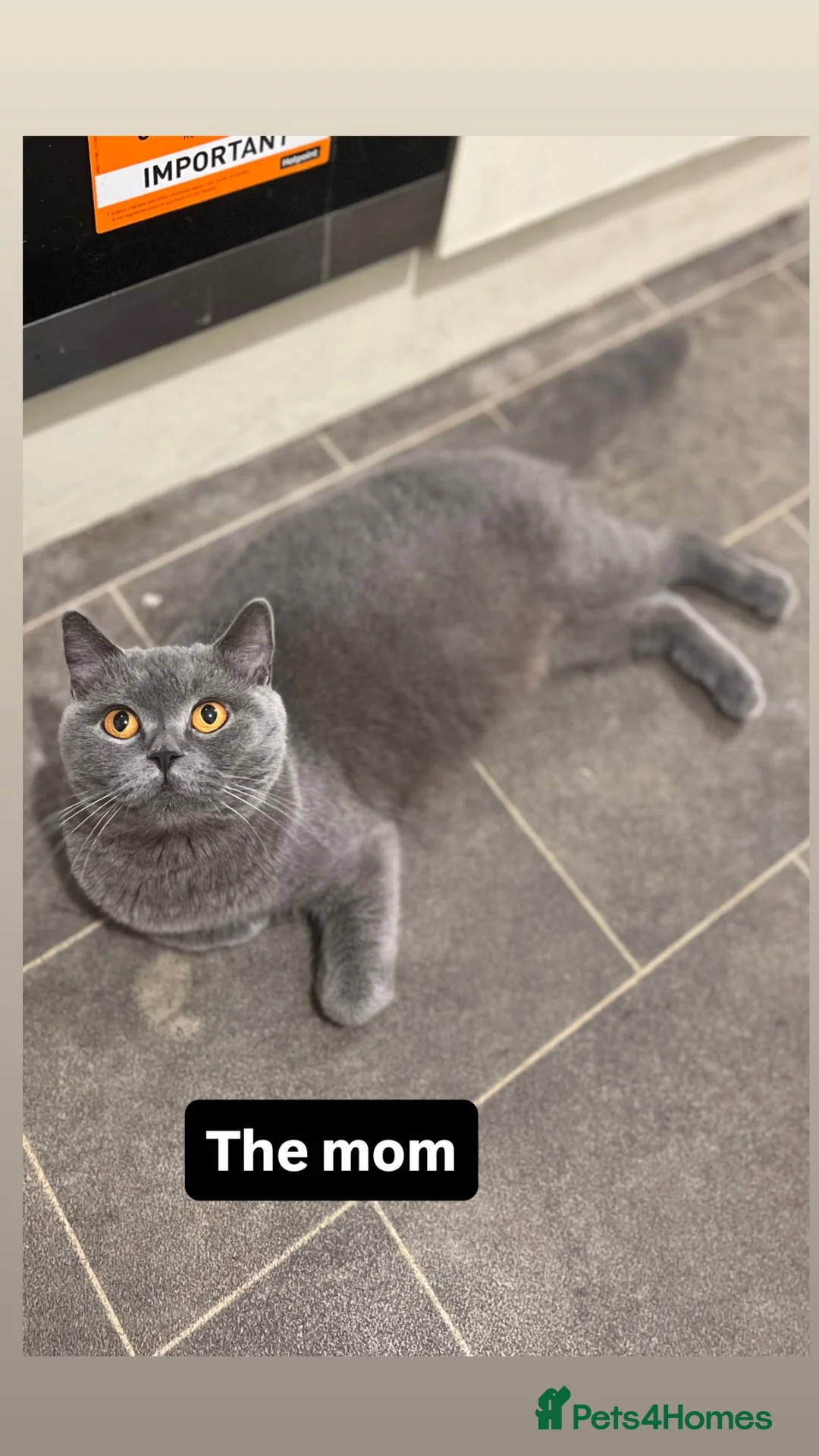 British Shorthair cats for sale: One blue BSH boy - Advert 2