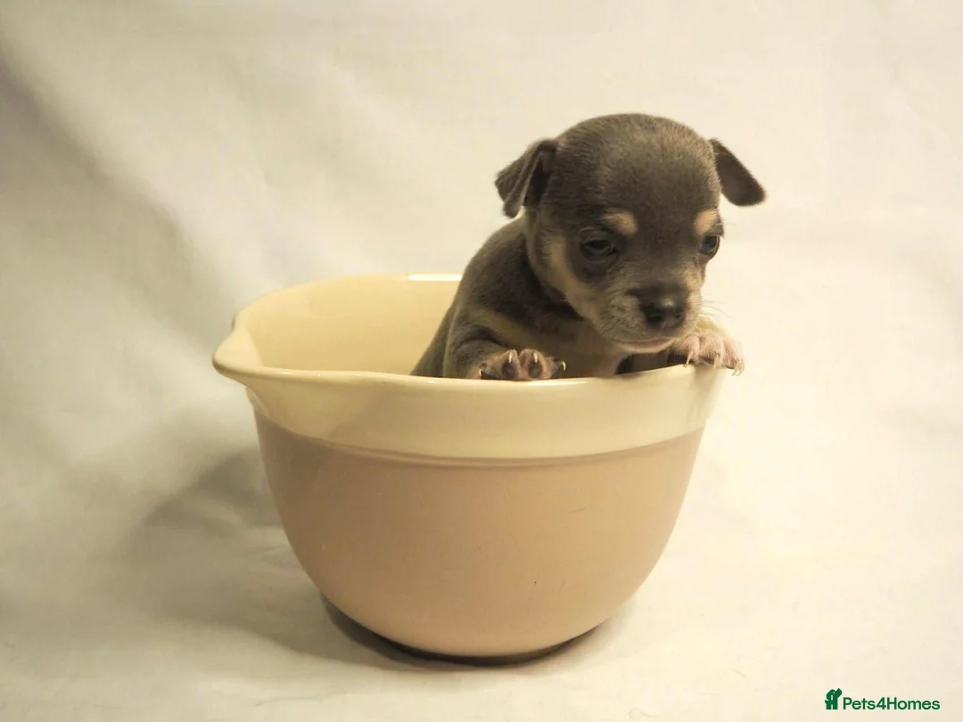 Chihuahua dogs for sale: two blue chihuahuas and one black one - Advert 4