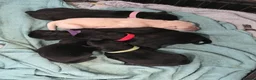 Labrador Retriever dogs for sale: Labrador puppies looking for their forever home in Spalding - Advert 2
