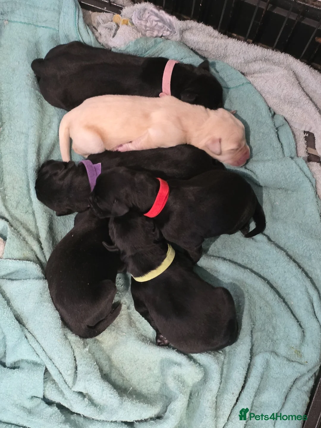 Labrador Retriever dogs for sale: Labrador puppies looking for their forever home in Spalding - Advert 2