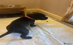 Staffordshire Bull Terrier dogs for sale: 5 staff pups  - Image 14