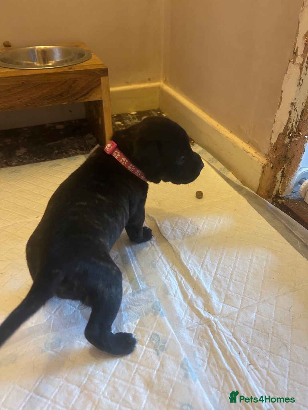 Staffordshire Bull Terrier dogs for sale: 5 staff pups  - Image 14