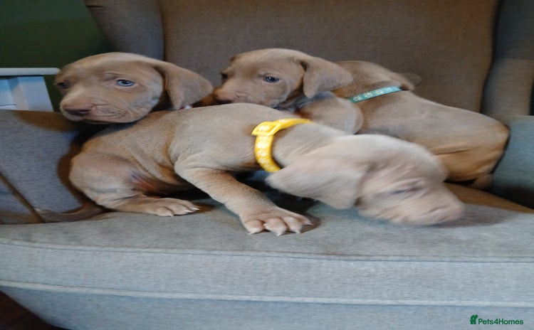 Weimaraner dogs Beautiful weimaraner puppies - Advert 1