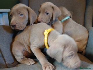 Weimaraner dogs Beautiful weimaraner puppies - Advert 8