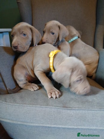 Weimaraner dogs Beautiful weimaraner puppies - Advert 1