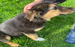 Mixed Breed dogs for sale: Girl TRI- due to unforseen circumstances - Image 2