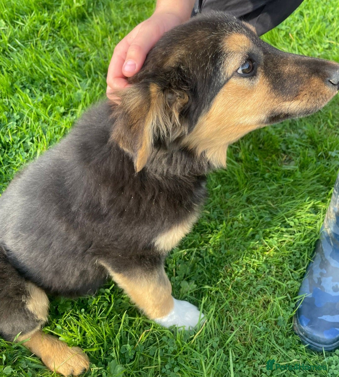 Mixed Breed dogs for sale: Girl TRI- due to unforseen circumstances - Image 2