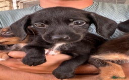 Mixed Breed dogs for sale: 🐾 Gorgeous Doxiepoo Puppies – Ready Soon! 🐾 - Image 5