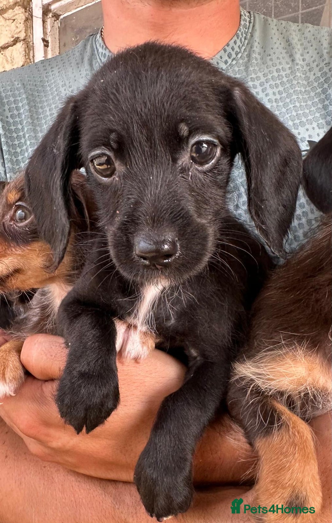 Mixed Breed dogs for sale: 🐾 Gorgeous Doxiepoo Puppies – Ready Soon! 🐾 - Image 5