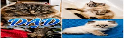 Ragdoll cats for sale: Stunning TICA-Registered Ragdoll Boys Ready Now  - Advert 23