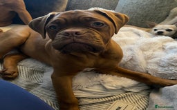 Dogue De Bordeaux dogs for sale: Male and female dogue de bordeaux puppies  - Advert 13