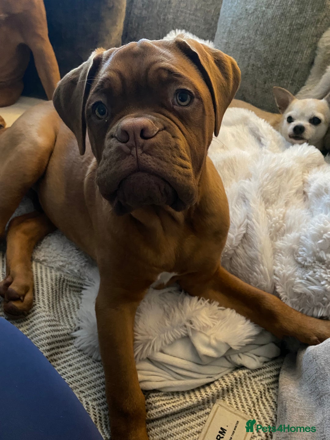 Dogue De Bordeaux dogs for sale: Male and female dogue de bordeaux puppies  - Advert 13