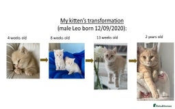 British Shorthair cats for sale: Pedigree Red&Cream kittens - Image 7