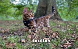 Bengal cats for sale: Pedigree,  TICA, loving, luxurious bengals - Advert 13
