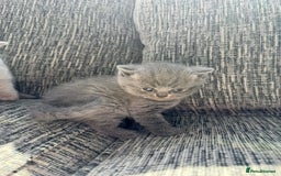 Scottish Fold cats for sale: Beautiful TICA reg Scottish Fold/Straight Kittens  - Image 6