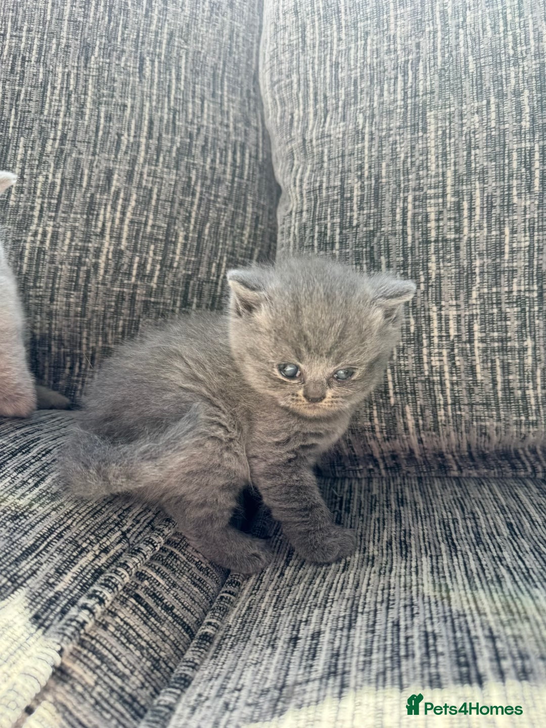 Scottish Fold cats for sale: Beautiful TICA reg Scottish Fold/Straight Kittens  - Image 6