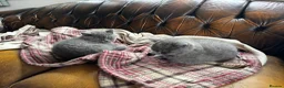 British Shorthair cats for sale: Pedigree British Shorthair Kittens - Advert 7