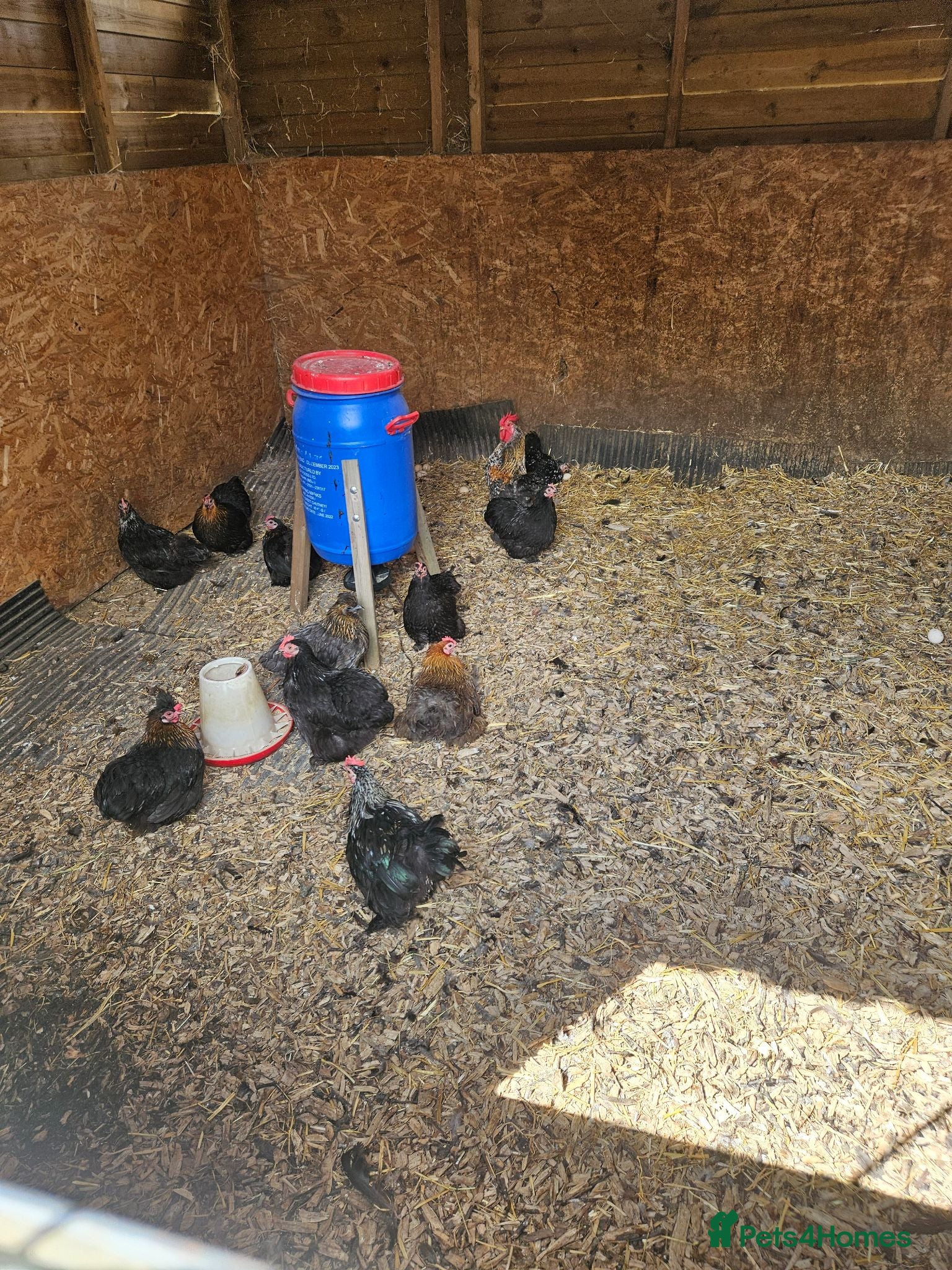 Chickens poultry Peakin and Silky Bantham Chickens for Sale - Advert 2