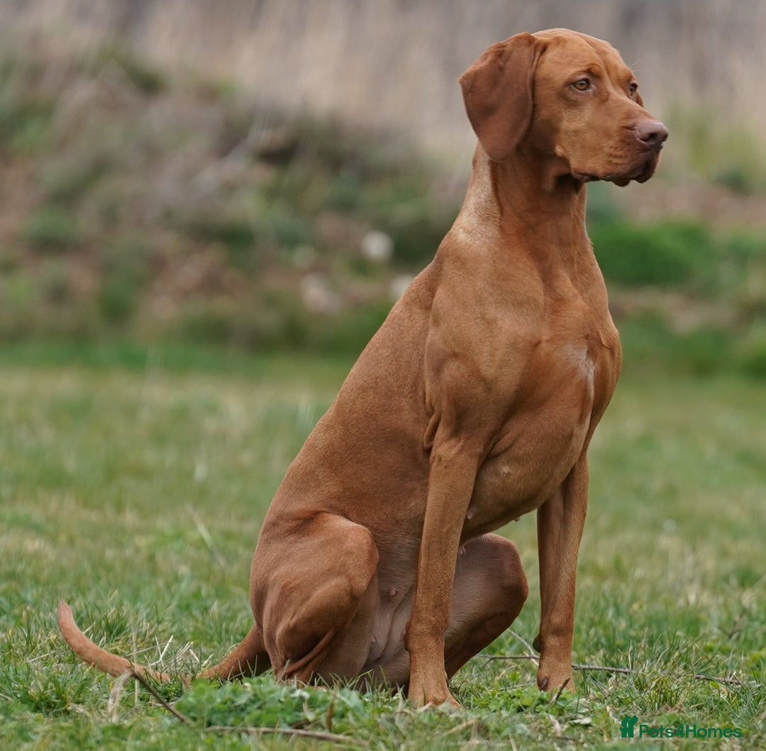 Hungarian Vizsla dogs for sale: Hungarian Vizsla Puppies - Advert 2