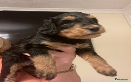 Miniature Schnauzer dogs for sale: 🐾🤎🐶Cavaschnauzer-Pups🐶🤎🐾 - Image 13