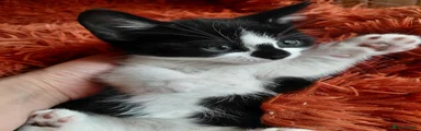 Mixed Breed Kitten 1
