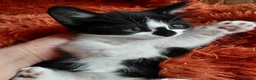 Mixed Breed cats for sale: 5 tuxedo kitten 9 weeks in Romford - Advert 3