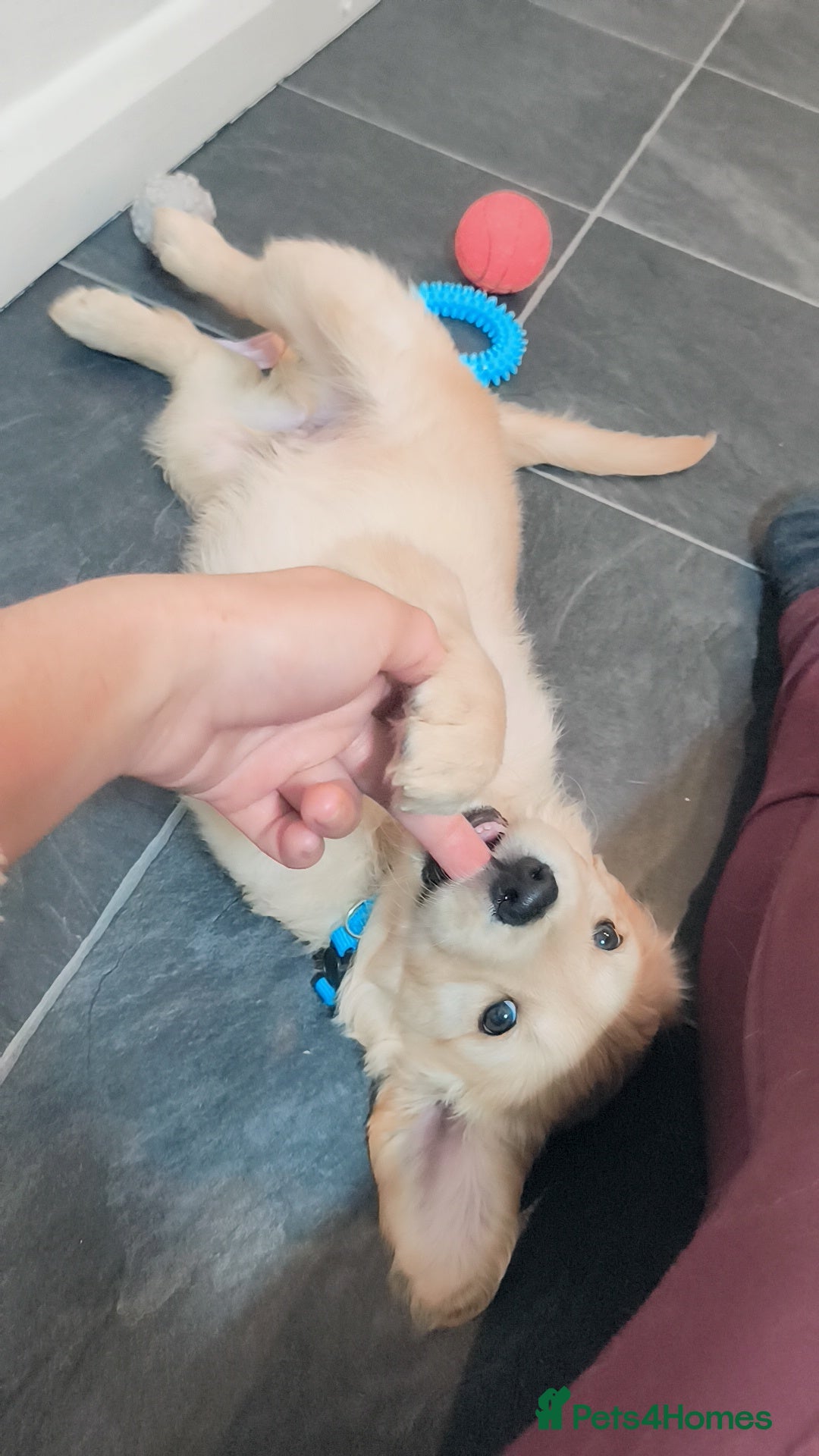 Golden Retriever dogs for sale: Gorgeous golden retriever puppies 🐕 - Advert 4