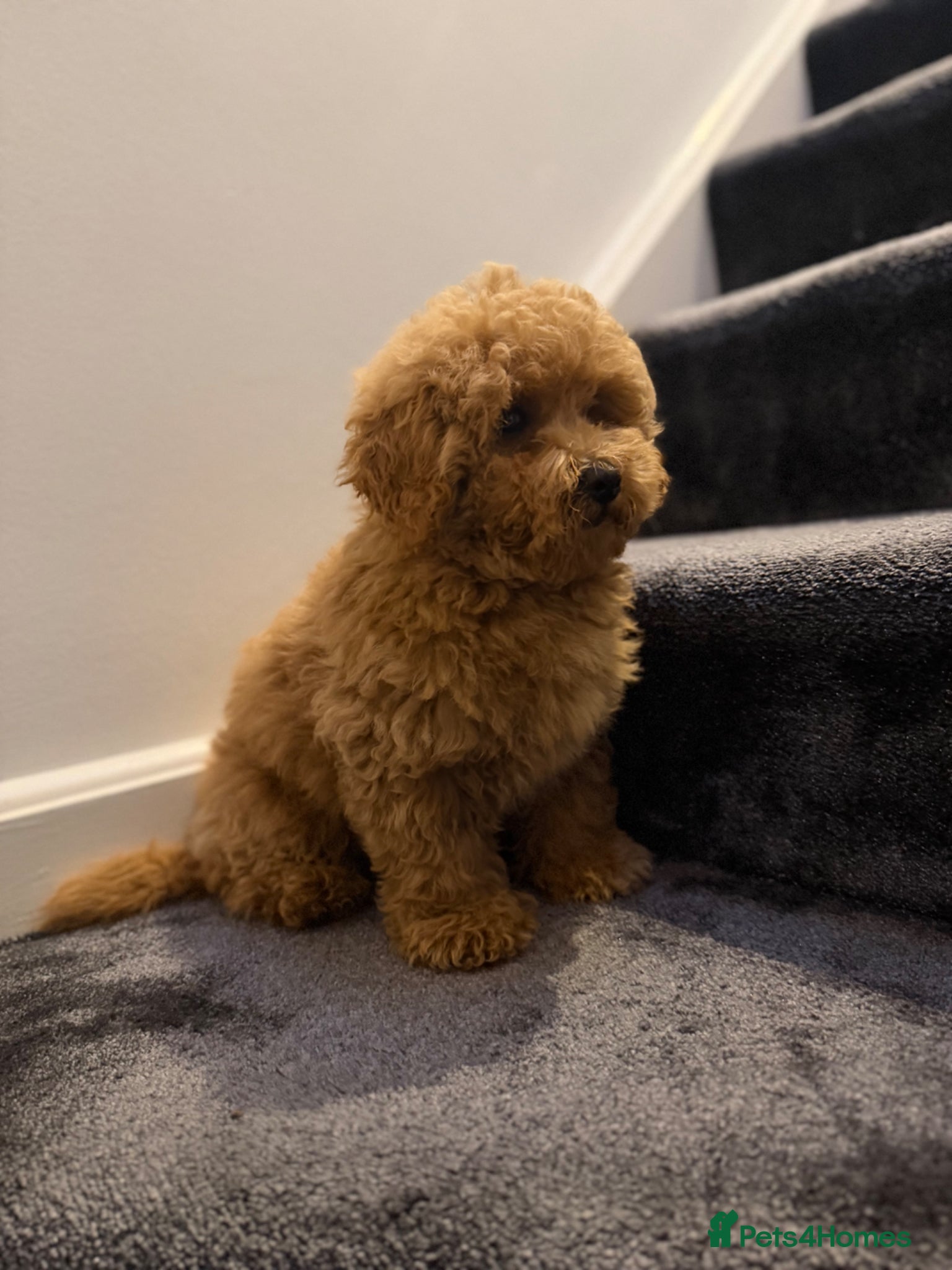 Maltipoo dogs for sale: Beautiful Red Maltipoo puppies for sale  - Advert 9