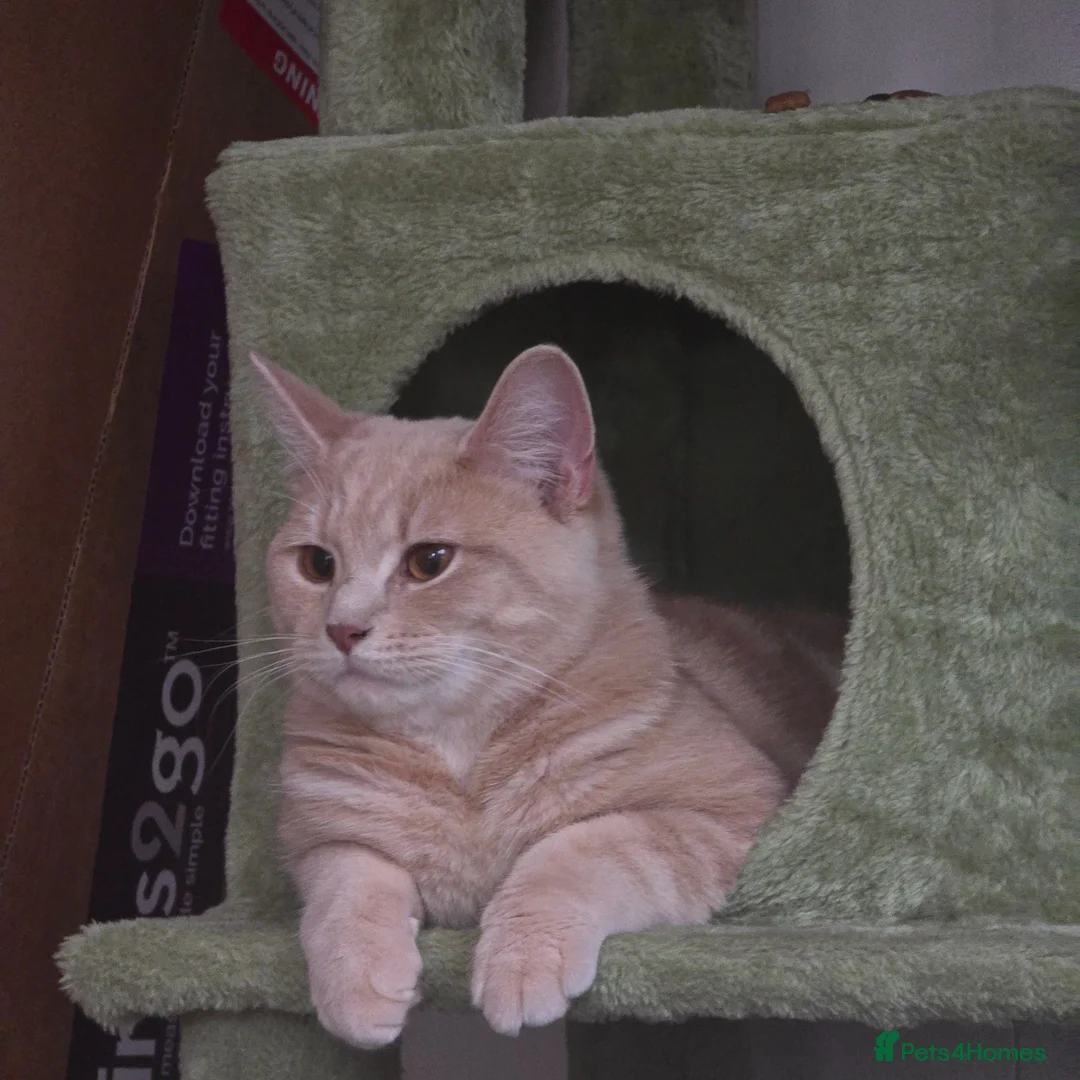 British Shorthair cats for sale: Half cream British Shorthair Archimedes  - Advert 1