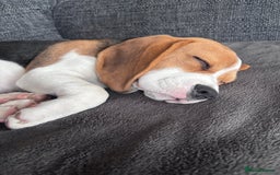 Beagle dogs for sale: Lexi  - Advert 3