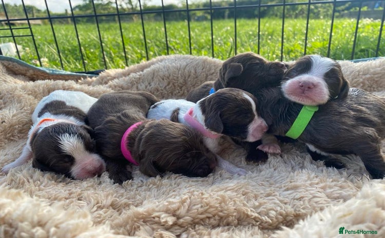 Sprocker dogs - Advert 1