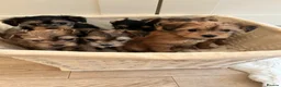 Morkie dogs for sale: Very tiny morkie babies  - Advert 4